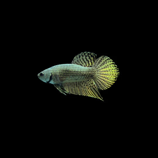 slider image slider_item_rLYWt3