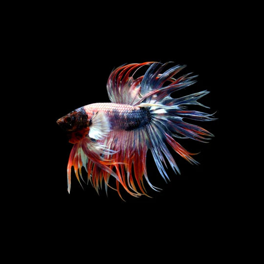 slider image slider_item_rLYWt3