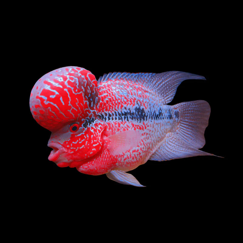 slider image slider_item_jDxQKN