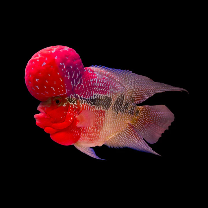 slider image slider_item_jDxQKN