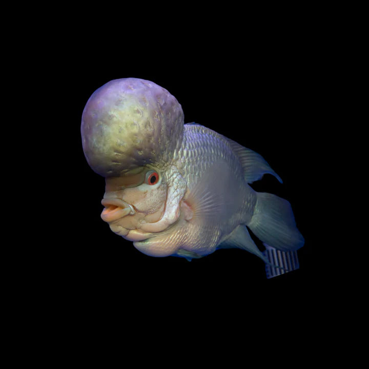 slider image slider_item_jDxQKN