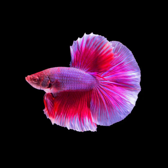 slider image slider_item_rLYWt3
