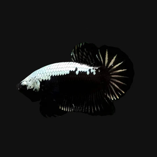 slider image slider_item_rLYWt3