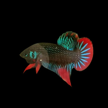Wild Betta Imbellis - South of Thailand (Male)