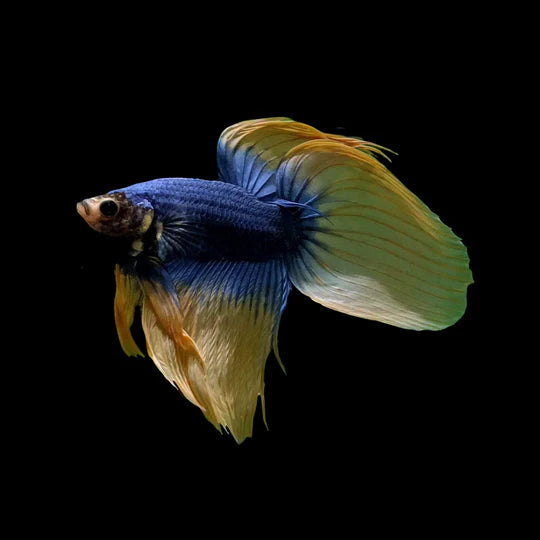 slider image slider_item_rLYWt3