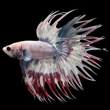 Rare Candy Crowntail Betta Fish (Male)
