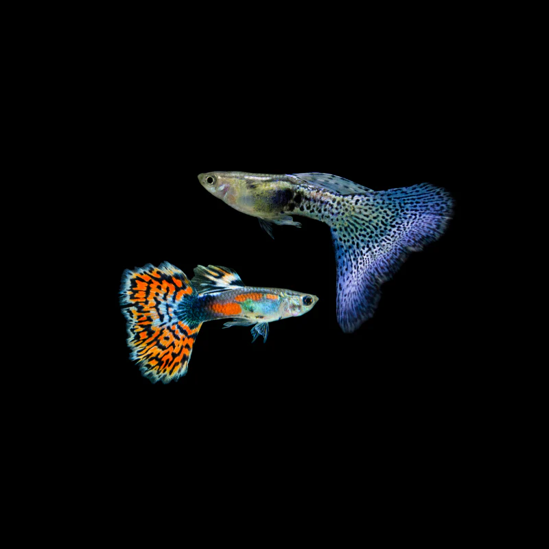 slider image slider_item_jDxQKN