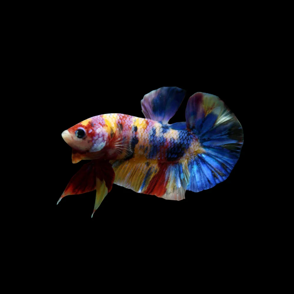 slider image slider_item_rLYWt3