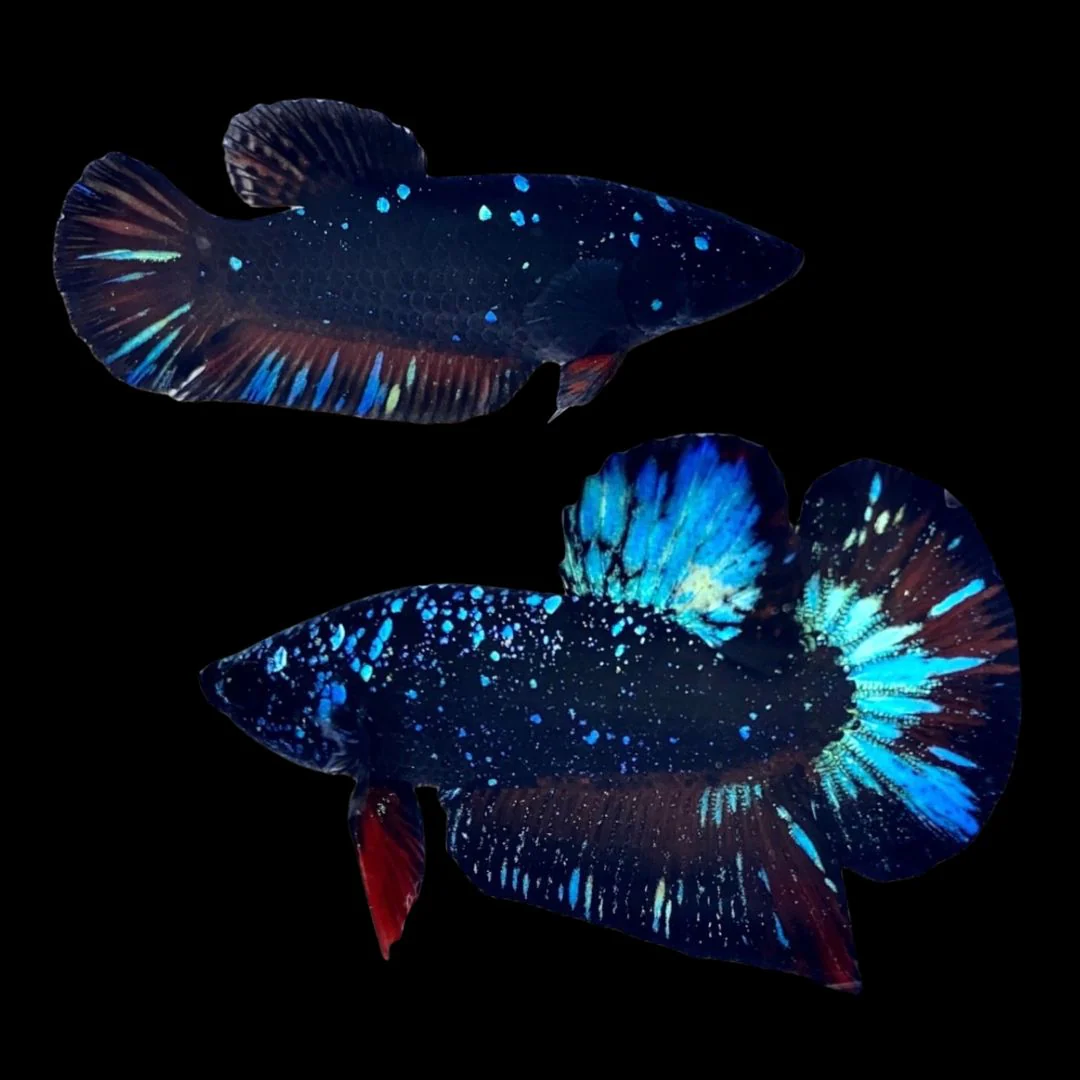 slider image slider_item_rLYWt3