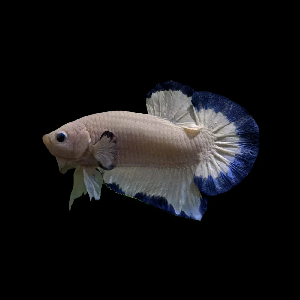 slider image slider_item_rLYWt3