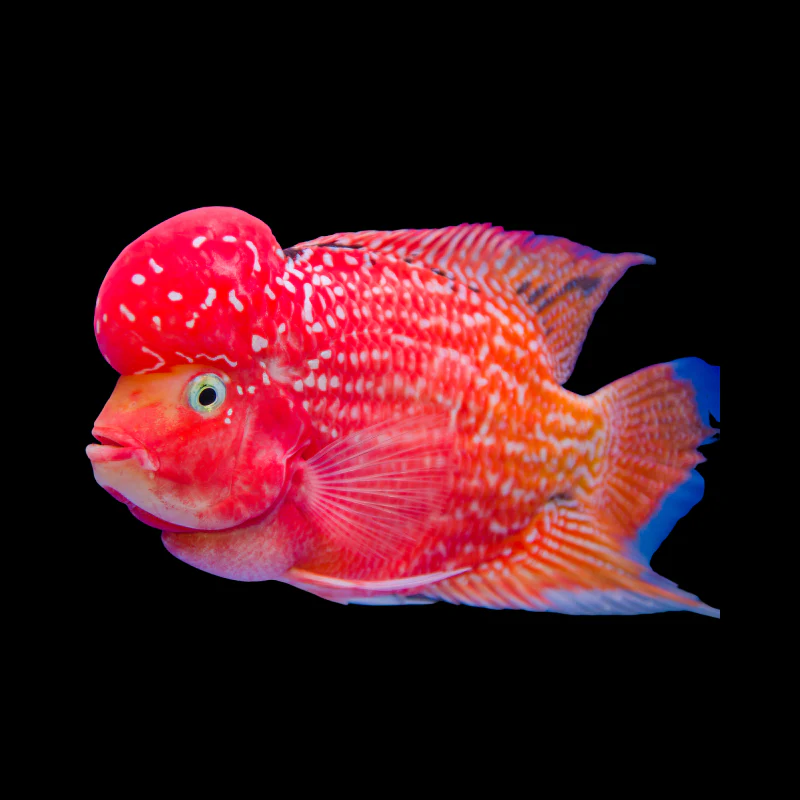 slider image slider_item_jDxQKN